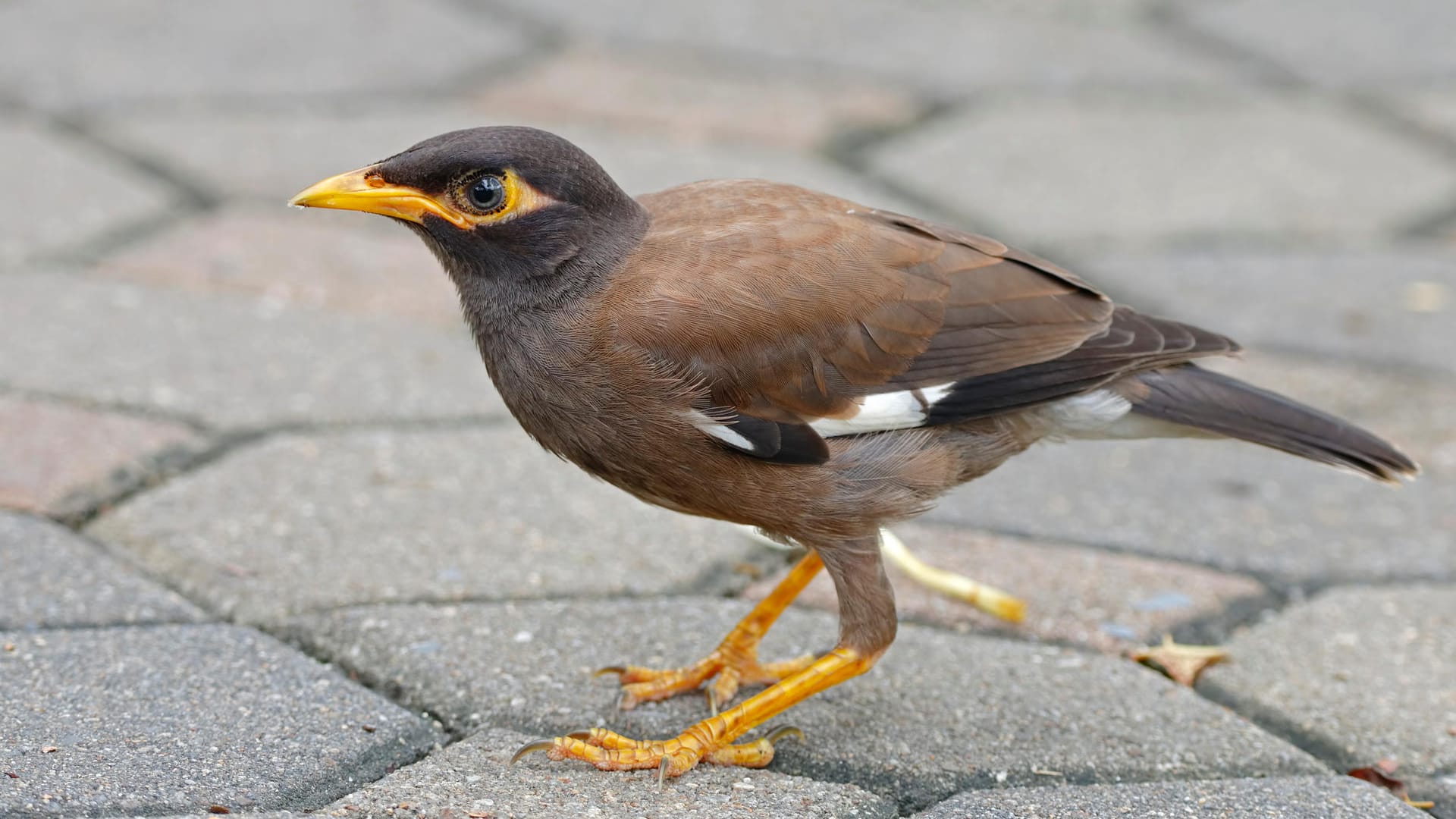 Ein Hirtenstar: Der Vogel steht seit 2019 auf der Liste der invasiven Arten der EU.