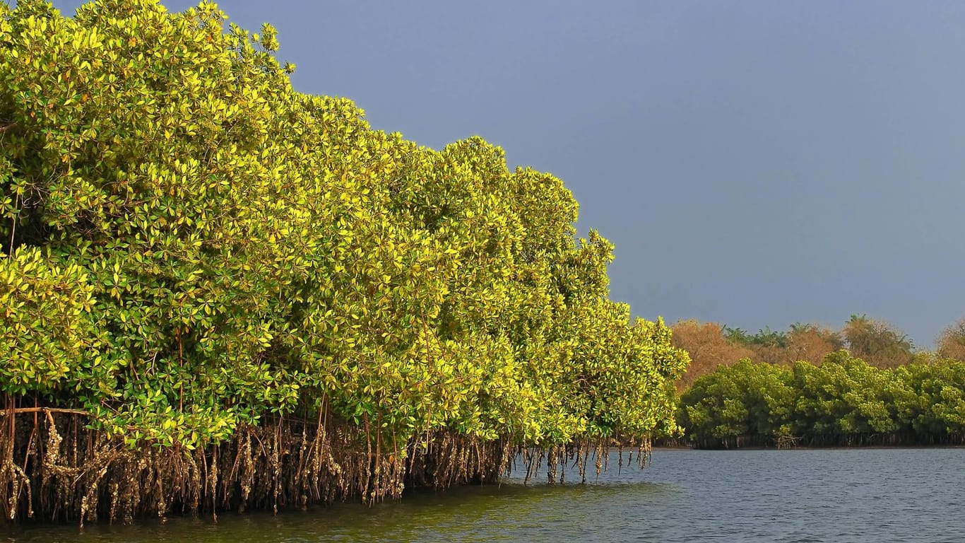 Mangroven an einem Nebenarm des Gambia River: Besonders imposant sind Kanutouren zum Sonnenauf- oder -untergang.