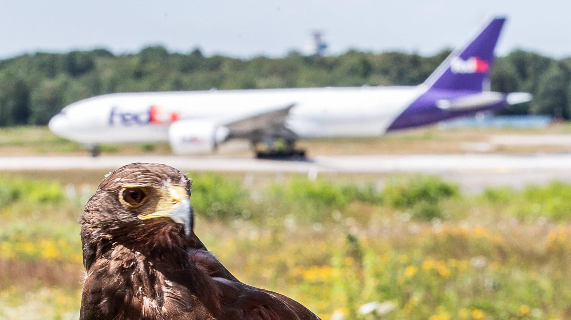 Falke vor Flugzeug: Jagdfalken fliegen bei arabischen Airlines wie Qatar Airways, Etihad Airways, Emirates Airways und Royal Jordanian mit – und zwar teils sogar mit eigenem Platz in der Kabine. (Symbolfoto)