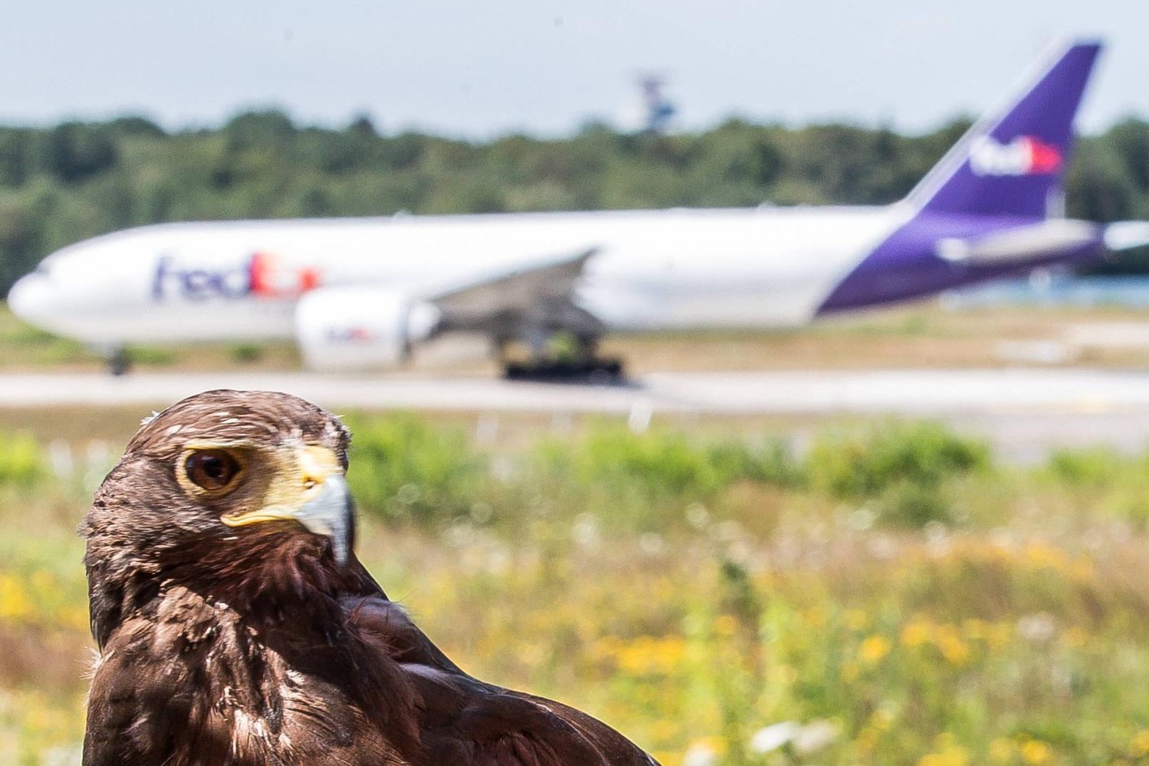 Falke vor Flugzeug: Jagdfalken fliegen bei arabischen Airlines wie Qatar Airways, Etihad Airways, Emirates Airways und Royal Jordanian mit – und zwar teils sogar mit eigenem Platz in der Kabine. (Symbolfoto)