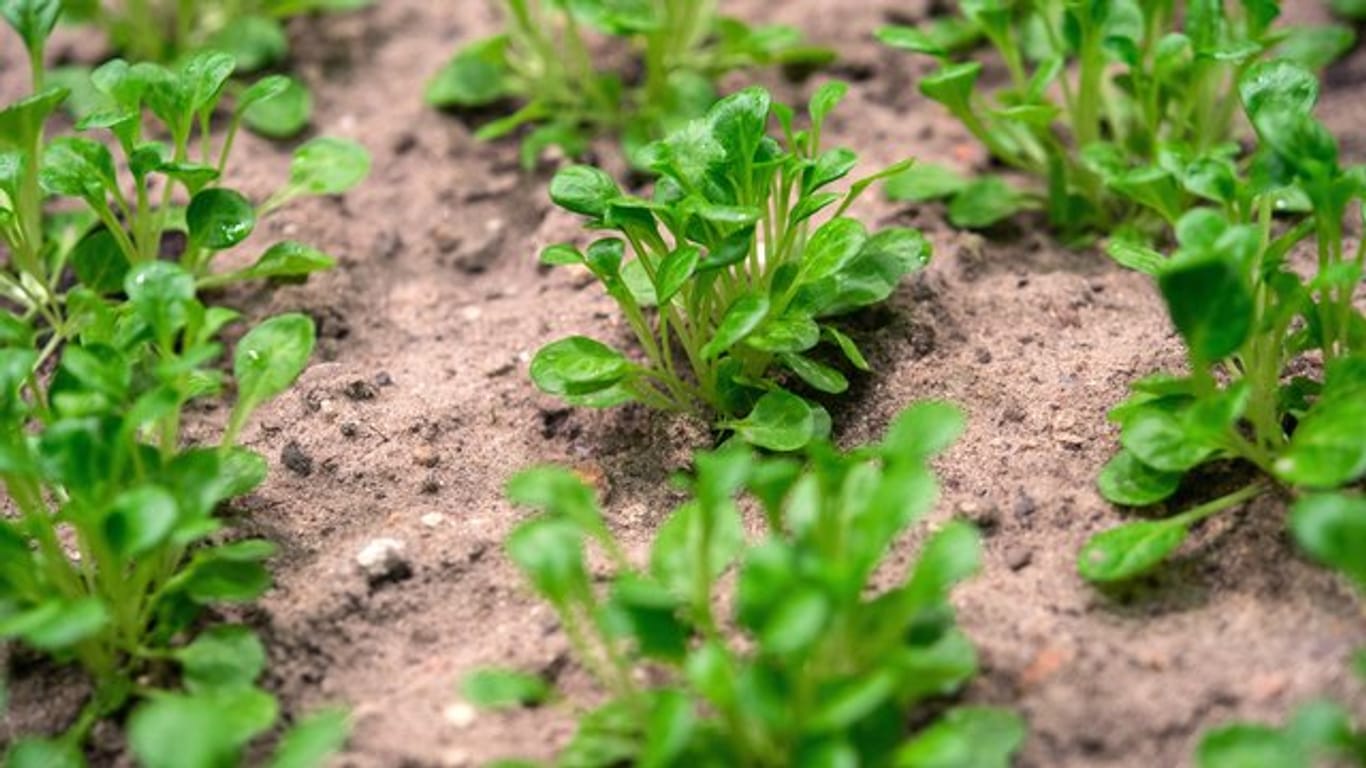 Junger Feldsalat sollte nicht zu dicht im Beet sitzen und genug Platz zum Aufwachsen haben.