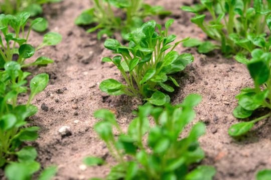 Junger Feldsalat sollte nicht zu dicht im Beet sitzen und genug Platz zum Aufwachsen haben.