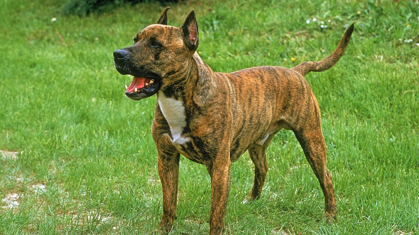 Ein American Staffordshire Terrier: Ein ähnliches Tier hat in der Nähe von Karlsruhe zwei Polizisten verletzt.