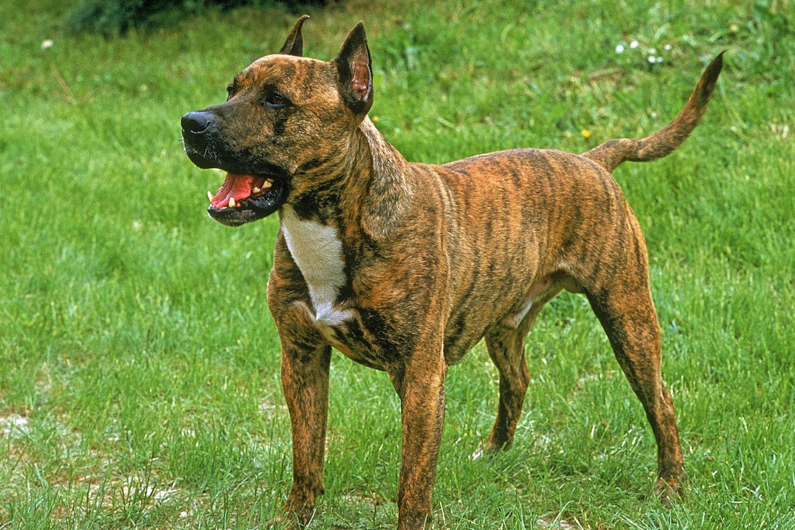 Ein American Staffordshire Terrier: Ein ähnliches Tier hat in der Nähe von Karlsruhe zwei Polizisten verletzt.