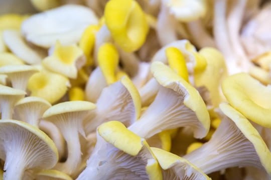 Mit einem Pilzzuchtset von Limonenseitlingen (Pleurotus cornucopiae var.