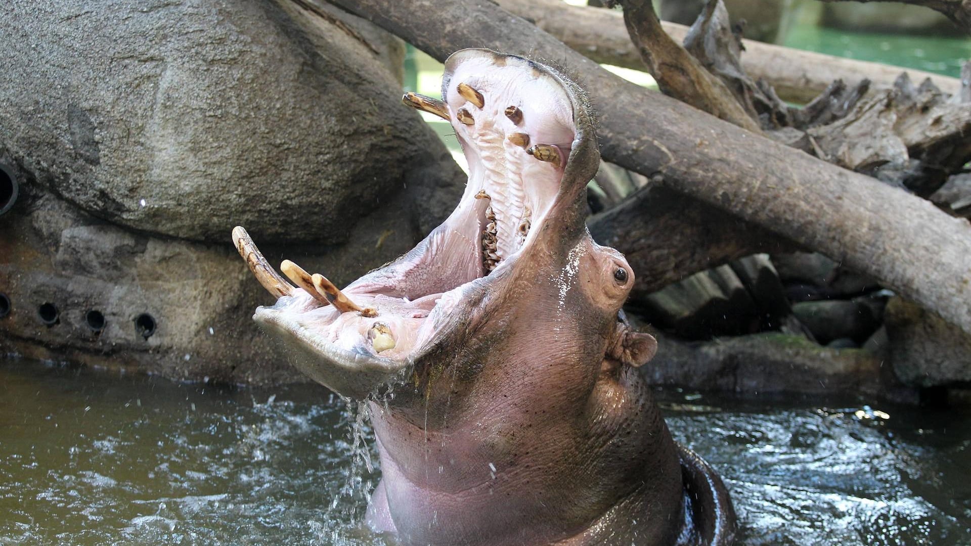 Flusspferd Kathy tobt im Wasser: Die Flusspferde im Karlsruher Zoo testeten am Dienstag ihren neuen Außenbereich.