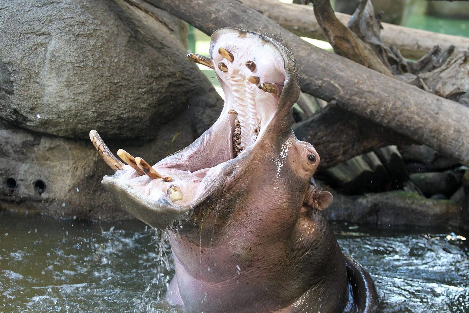 Flusspferd Kathy tobt im Wasser: Die Flusspferde im Karlsruher Zoo testeten am Dienstag ihren neuen Außenbereich.