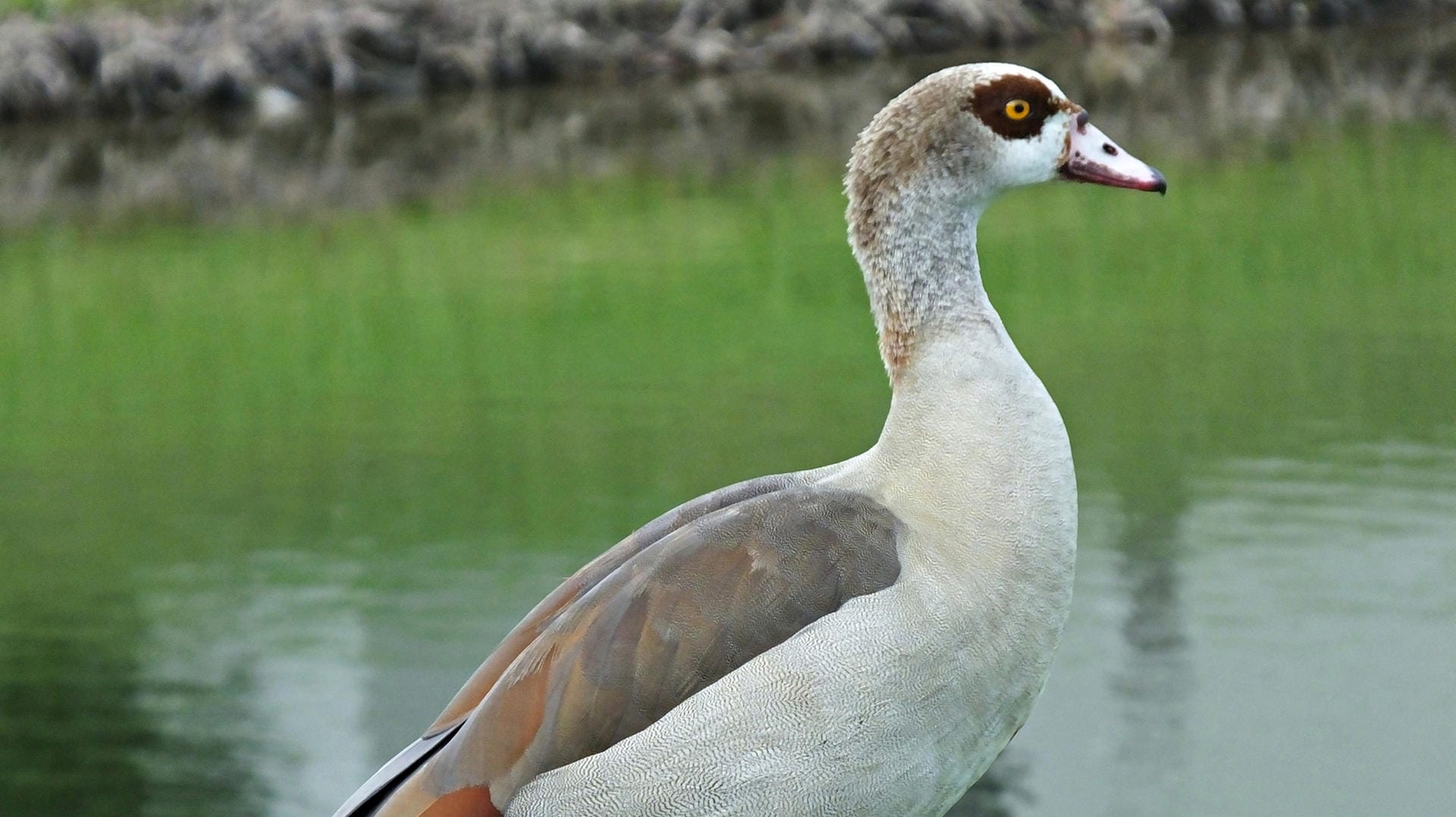 Nilgans: Es wird häufig diskutiert, ob Nilgänse wirklich schädlich für die heimische Natur sind.