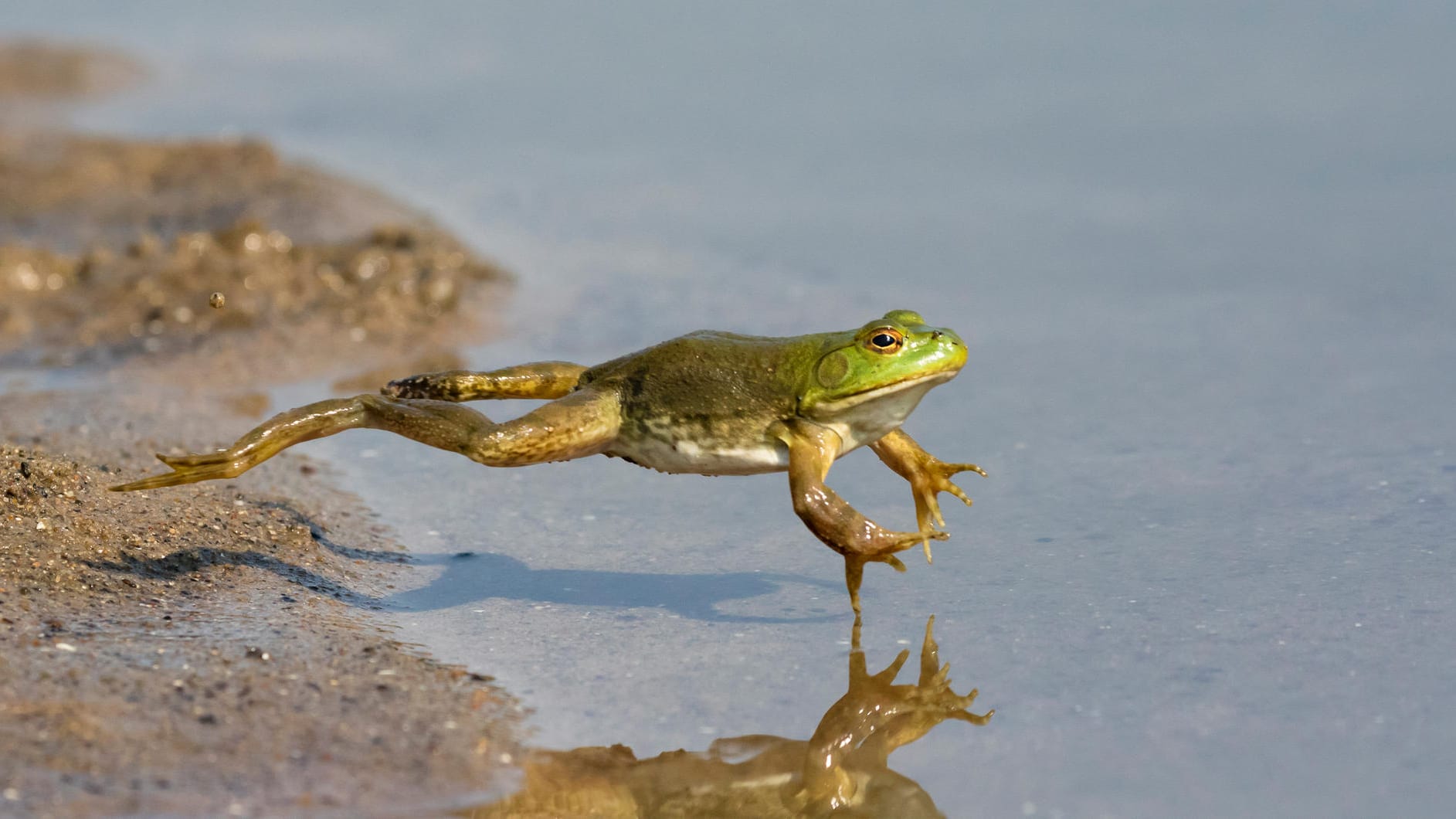 Amerikanischer Ochsenfrosch: Der eingeschleppte Frosch lebt vor allem in den Rheinauen von Karlsruhe.