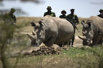 Die Nördlichen Breitmaulnashorn-Weibchen Fatu und Najin werden nach dem Grasen in ihrem Gehege von den Rangern zurückgetrieben.