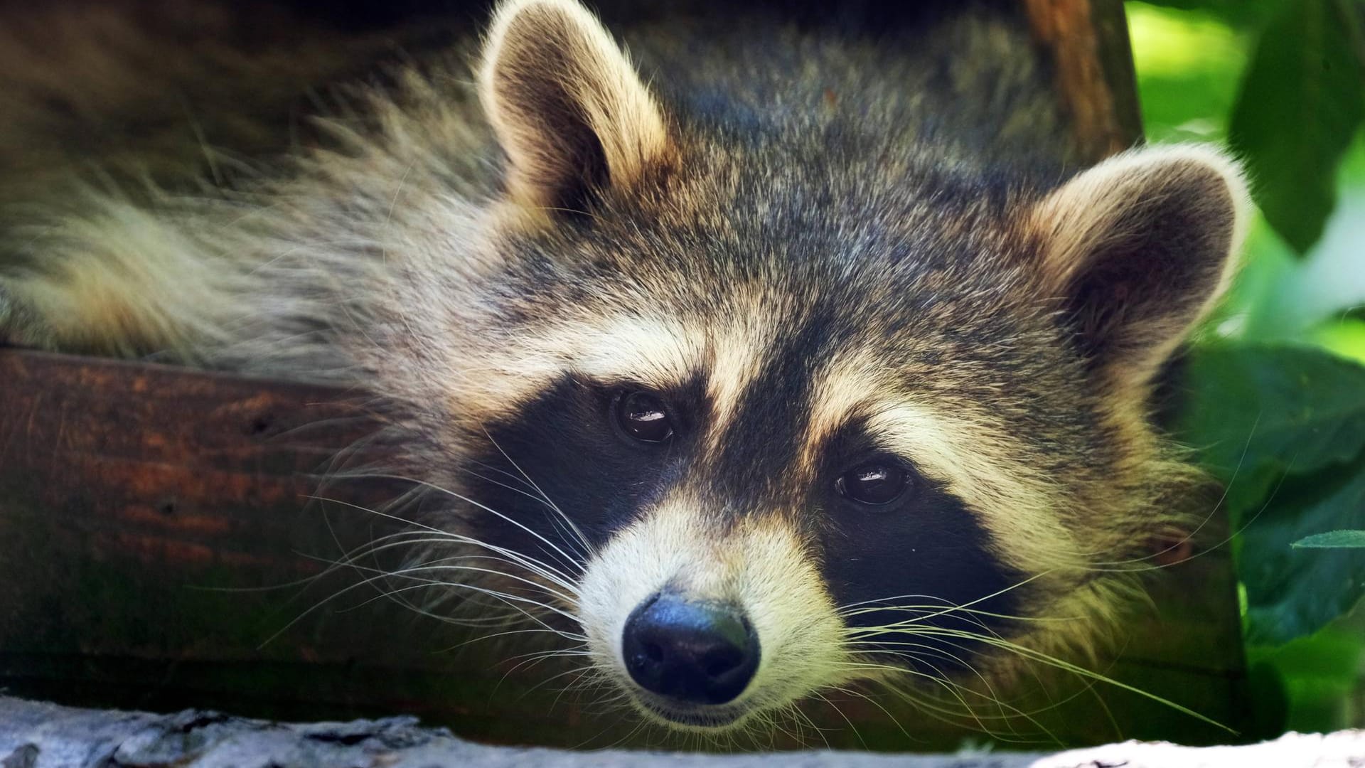 Waschbär: Mittlerweile zählen Waschbären zu den am meisten verbreiteten Raubtieren in Deutschland.