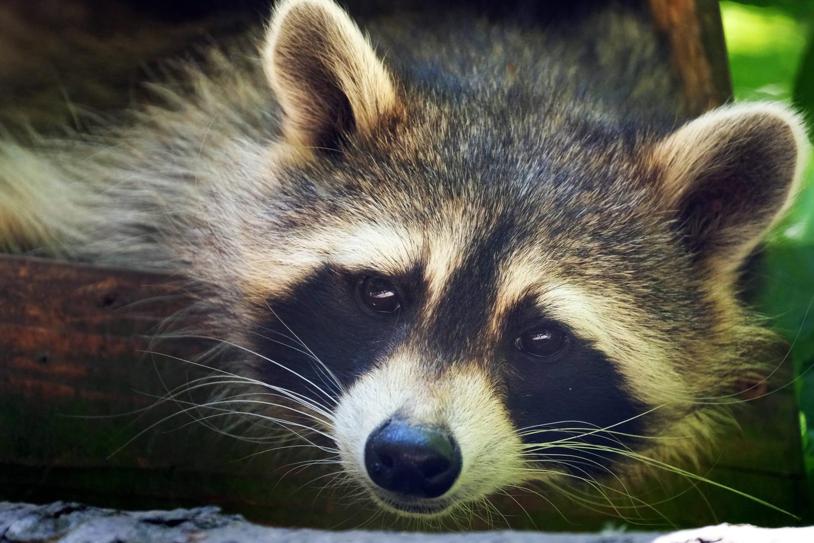 Waschbär: Mittlerweile zählen Waschbären zu den am meisten verbreiteten Raubtieren in Deutschland.