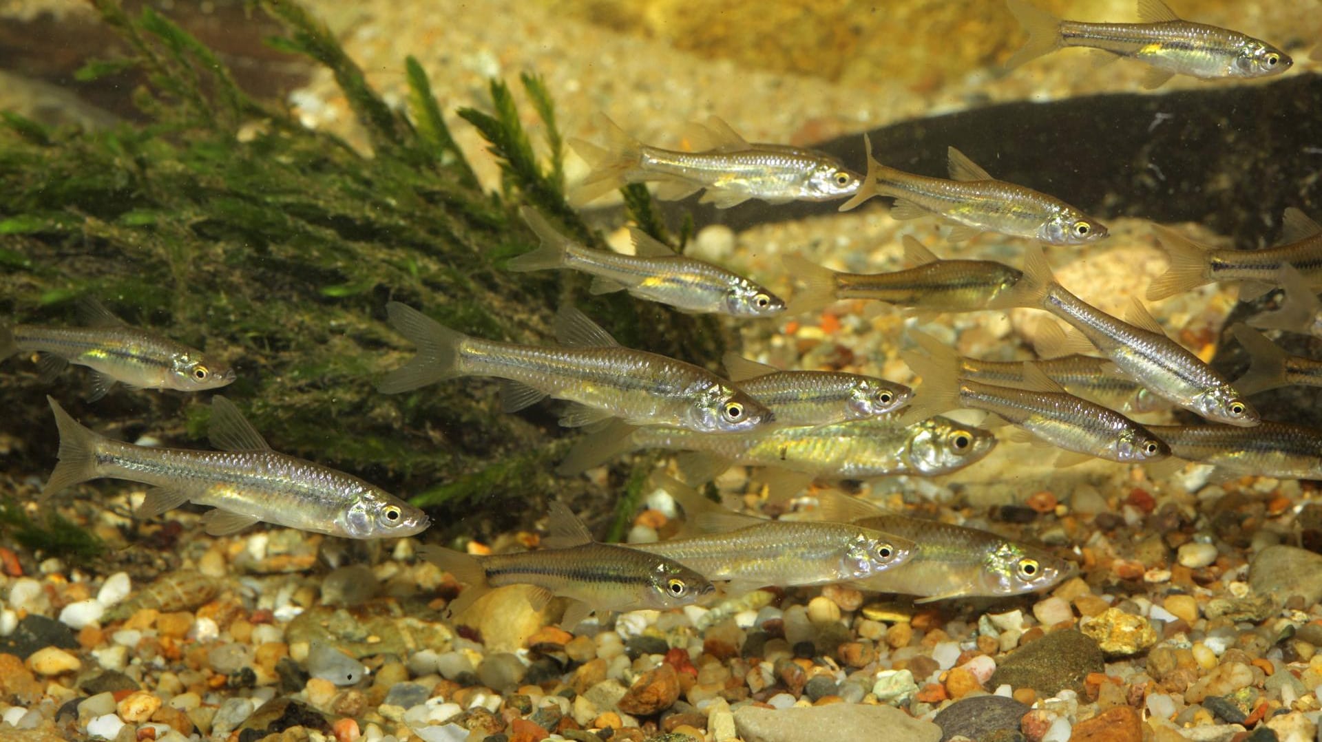 Blaubandbärblinge: Die Kleinfische stammen ursprünglich aus Russland.