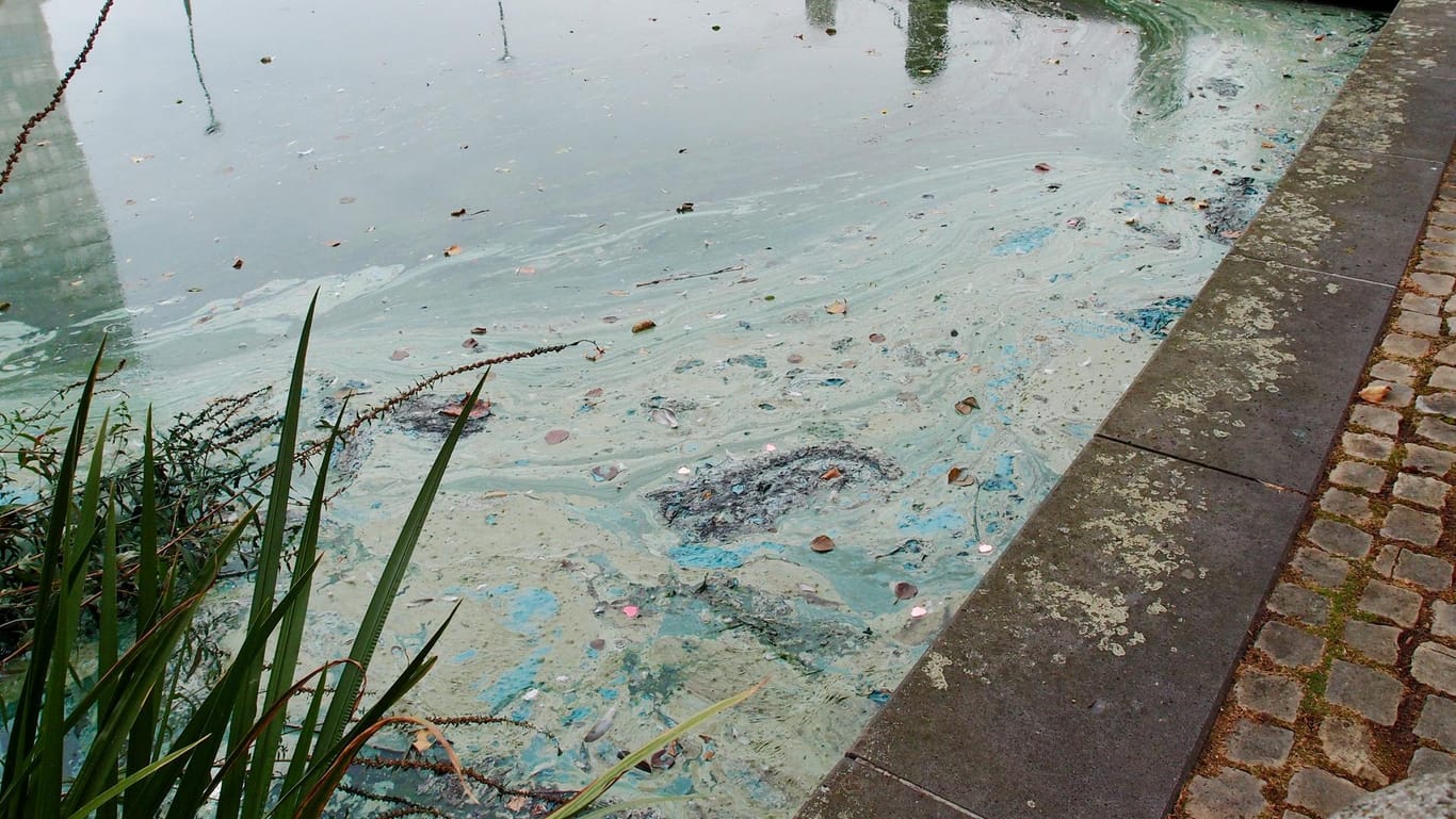 Ein Schleimteppich auf einem See: In dem See im Mediapark in Köln verursachen Grünalgen unangenehme Gerüche.