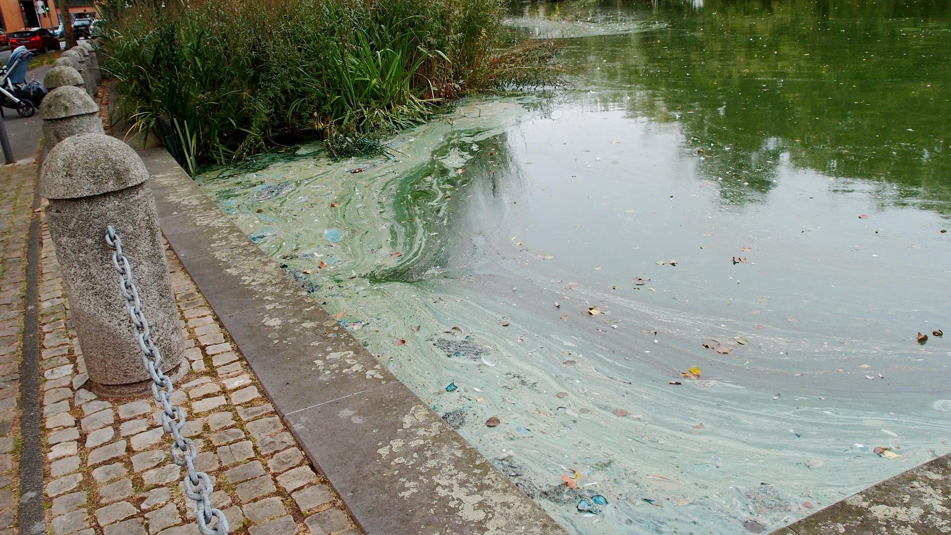 Grünalgen schwimmen auf einem See: Die Algen sind offenbar Folge des heißen Sommers.