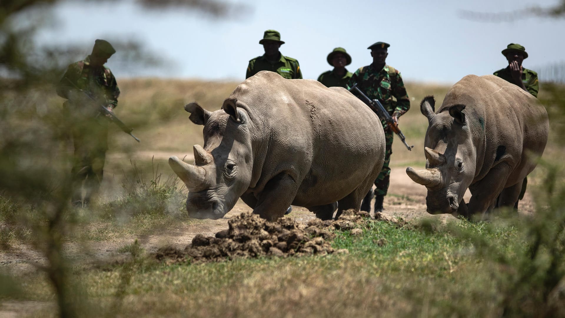 Die letzten beiden Nördlichen Breitmaulnashörner mit Rangern in ihrem Reservat: Um den Tieren Eizellen zu entnehmen, reisten die Forscher nach Kenia zu den Tieren.