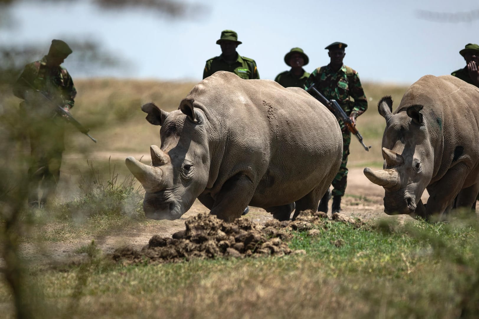 Die letzten beiden Nördlichen Breitmaulnashörner mit Rangern in ihrem Reservat: Um den Tieren Eizellen zu entnehmen, reisten die Forscher nach Kenia zu den Tieren.