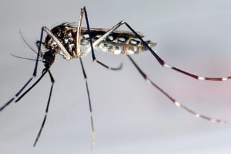 Gelbfiebermücke: In Brasilien breiten sich gentechnisch veränderte Mücken aus.