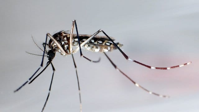 Die Mücke "Aedes aegypti" breitet sich in Brasilien in einer gentechnisch veränderten Form aus. Die Mücke "Aedes aegypti" breitet sich in Brasilien in einer gentechnisch veränderten Form aus.