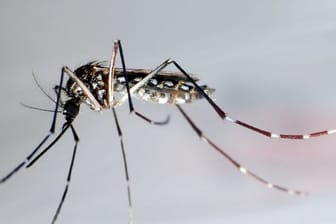 Die Mücke "Aedes aegypti" breitet sich in Brasilien in einer gentechnisch veränderten Form aus.