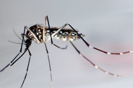 Die Mücke "Aedes aegypti" breitet sich in Brasilien in einer gentechnisch veränderten Form aus.