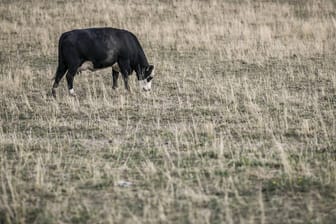 Eine Kuh frisst auf einer verdorrten Weide: Der Klimawandel bringt Wasserknappheit und die sorgt für kahle Felder und Wiesen.