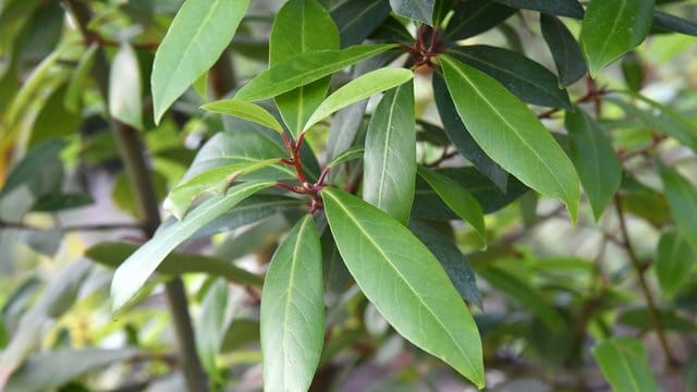 Der Lorbeerbaum (Laurus nobilis) ist anfällig für Schädlinge.