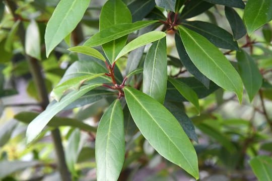 Der Lorbeerbaum (Laurus nobilis) ist anfällig für Schädlinge.