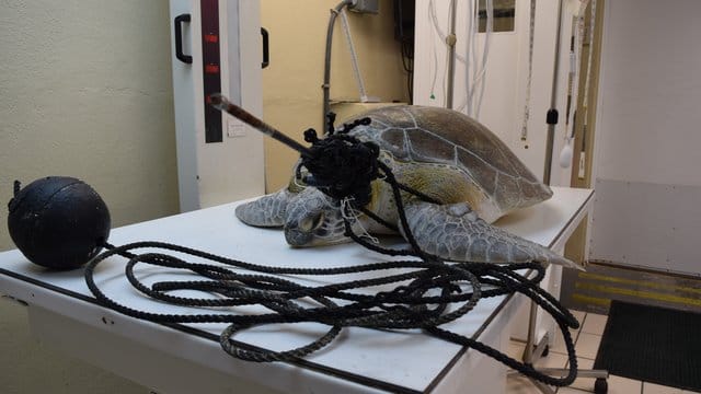 Mit einem Speer im Hals und verwickelt in eine Fangschnur: Meeresschildkröte "Splinter" in der Tierklinik "The Turtle Hospital". Mit einem Speer im Hals und verwickelt in eine Fangschnur: Meeresschildkröte "Splinter" in der Tierklinik "The Turtle Hospital".