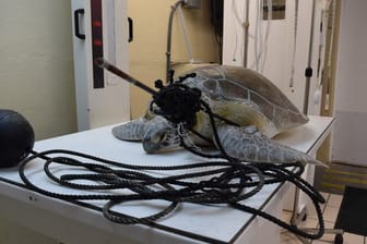 Mit einem Speer im Hals und verwickelt in eine Fangschnur: Meeresschildkröte "Splinter" in der Tierklinik "The Turtle Hospital".