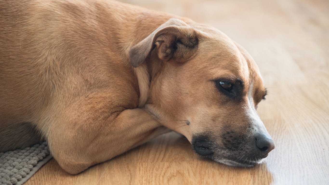 Kranker Hund: In Norwegen sind bereits rund 200 Tiere von einer rätselhaften Krankheit betroffen.