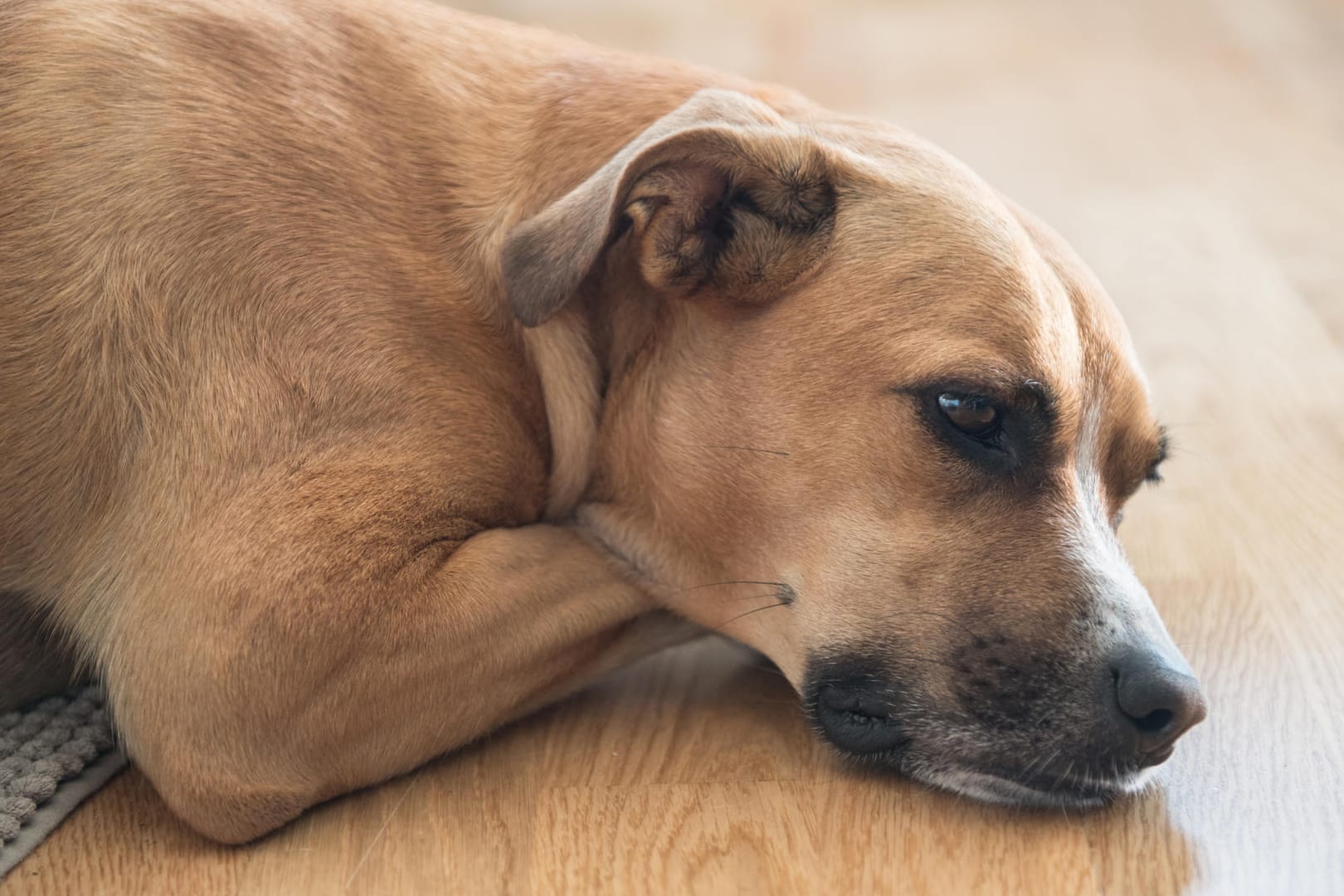 Kranker Hund: In Norwegen sind bereits rund 200 Tiere von einer rätselhaften Krankheit betroffen.