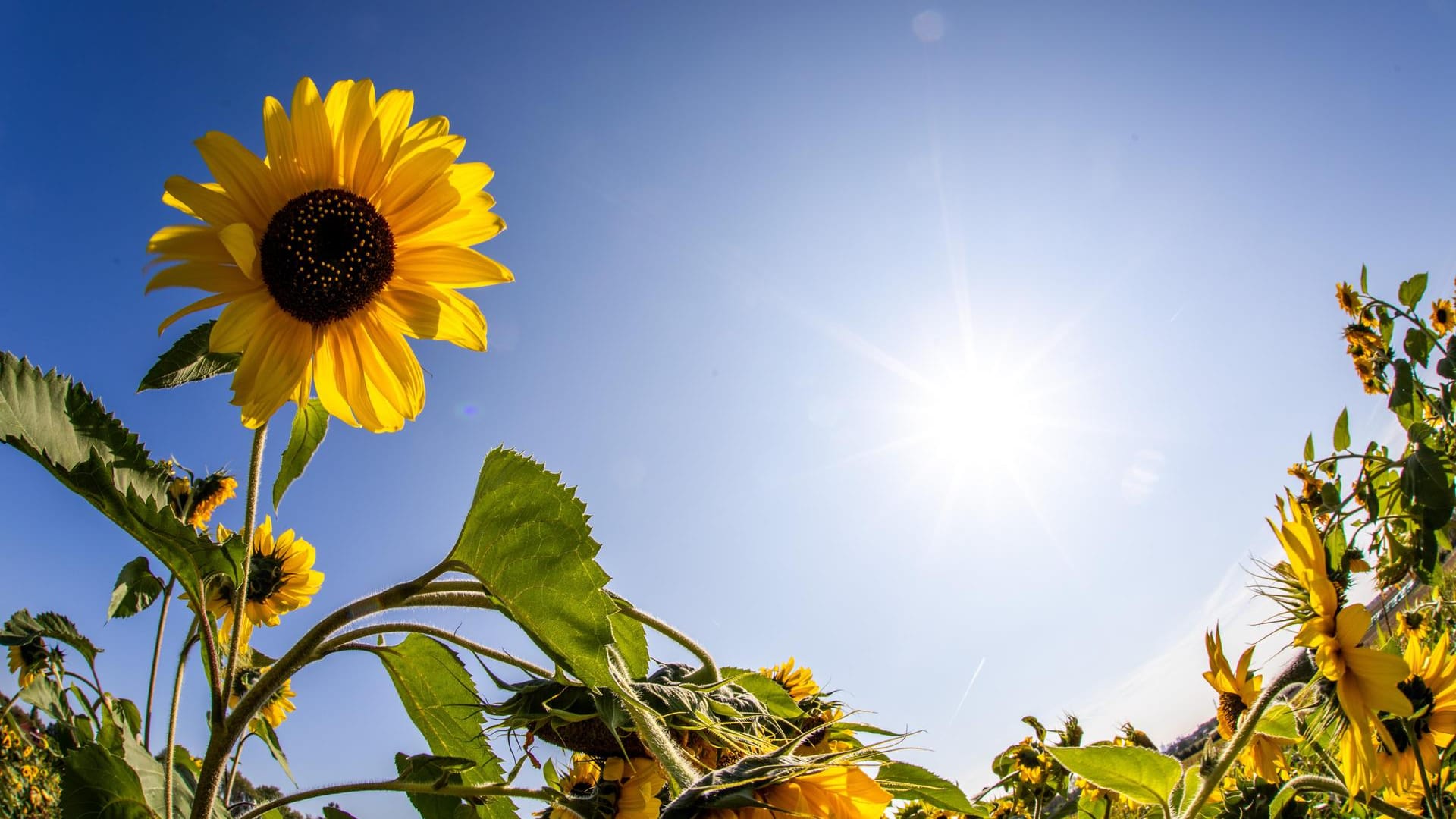 Spätsommerwetter in Deutschland: So geht es nach dem Wochenende weiter.