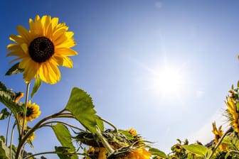 Spätsommerwetter in Deutschland: So geht es nach dem Wochenende weiter.