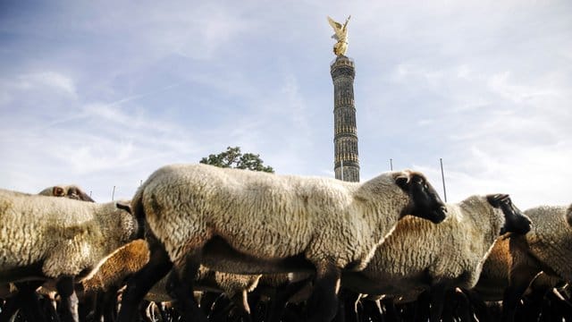 Demonstration zur prekären Situation von Wanderschäfern.
