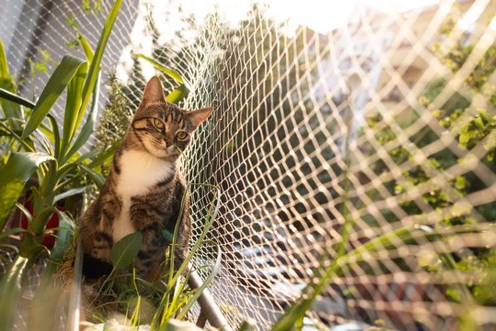 Ein Netz verhindert, dass Katzen vom Balkon stürzen oder weglaufen.