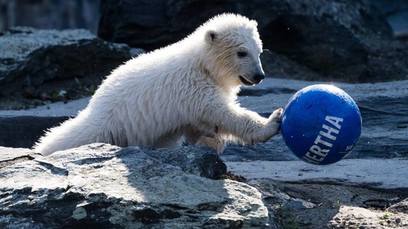 Berliner Eisbärin: Hertha tobt im April mit einem Ball, auf dem "Hertha" steht, durch das Freigehege im Tierpark.