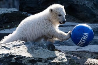 Berliner Eisbärin: Hertha tobt im April mit einem Ball, auf dem "Hertha" steht, durch das Freigehege im Tierpark.