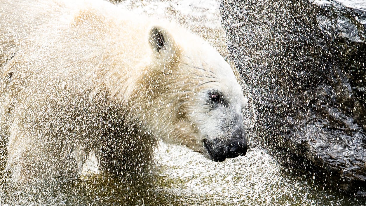 Hertha spielt in ihrem Gehege im Tierpark im Wasser: Das Eisbärenkind hat die kritische Phase überwunden.