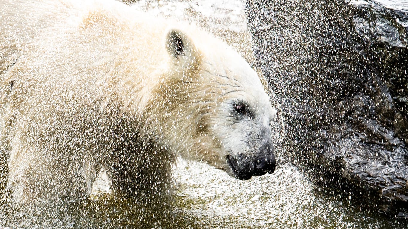 Hertha spielt in ihrem Gehege im Tierpark im Wasser: Das Eisbärenkind hat die kritische Phase überwunden.