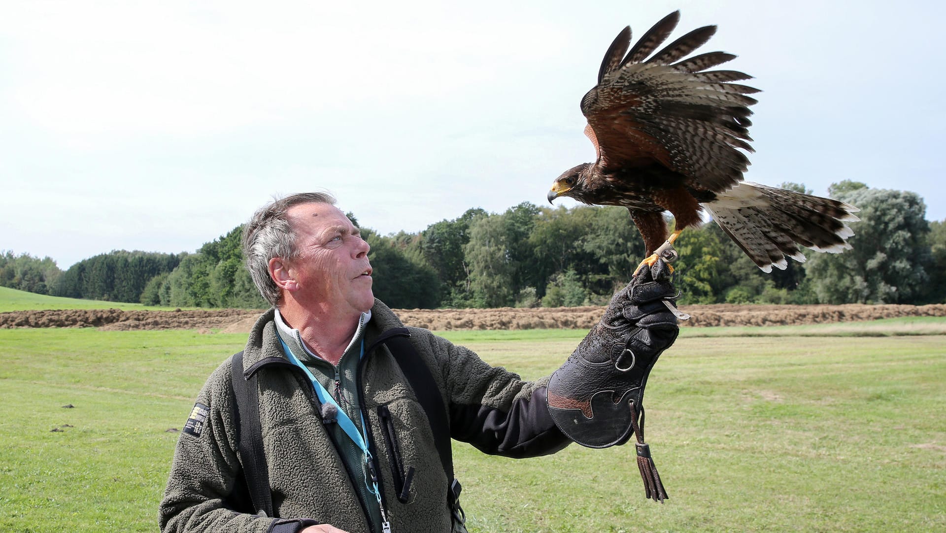 Der Falkner mit seinem amerikanischen Wüstenbussard am Vorfeld des Helmut-Schmidt-Flughafens: Auch andere Flughäfen setzen auf die Greifvögel.