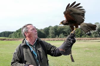 Der Falkner mit seinem amerikanischen Wüstenbussard am Vorfeld des Helmut-Schmidt-Flughafens: Auch andere Flughäfen setzen auf die Greifvögel.