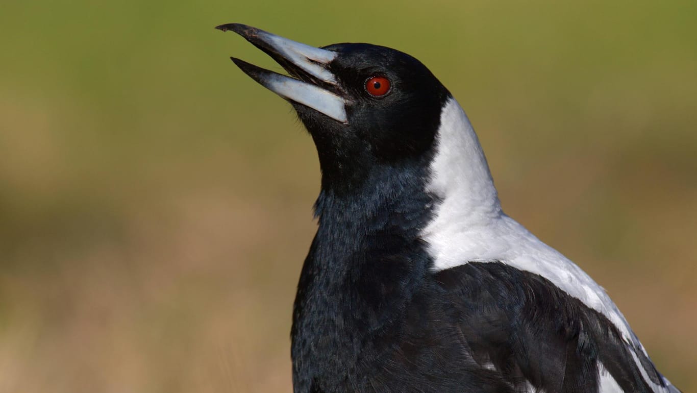 Ein Flötenvogel: Im Englischen heißen die Vögel "Australian Magpies" ("Australische Elster"), deswegen werden sie häufig mit Elstern verwechselt. (Symbolbild)