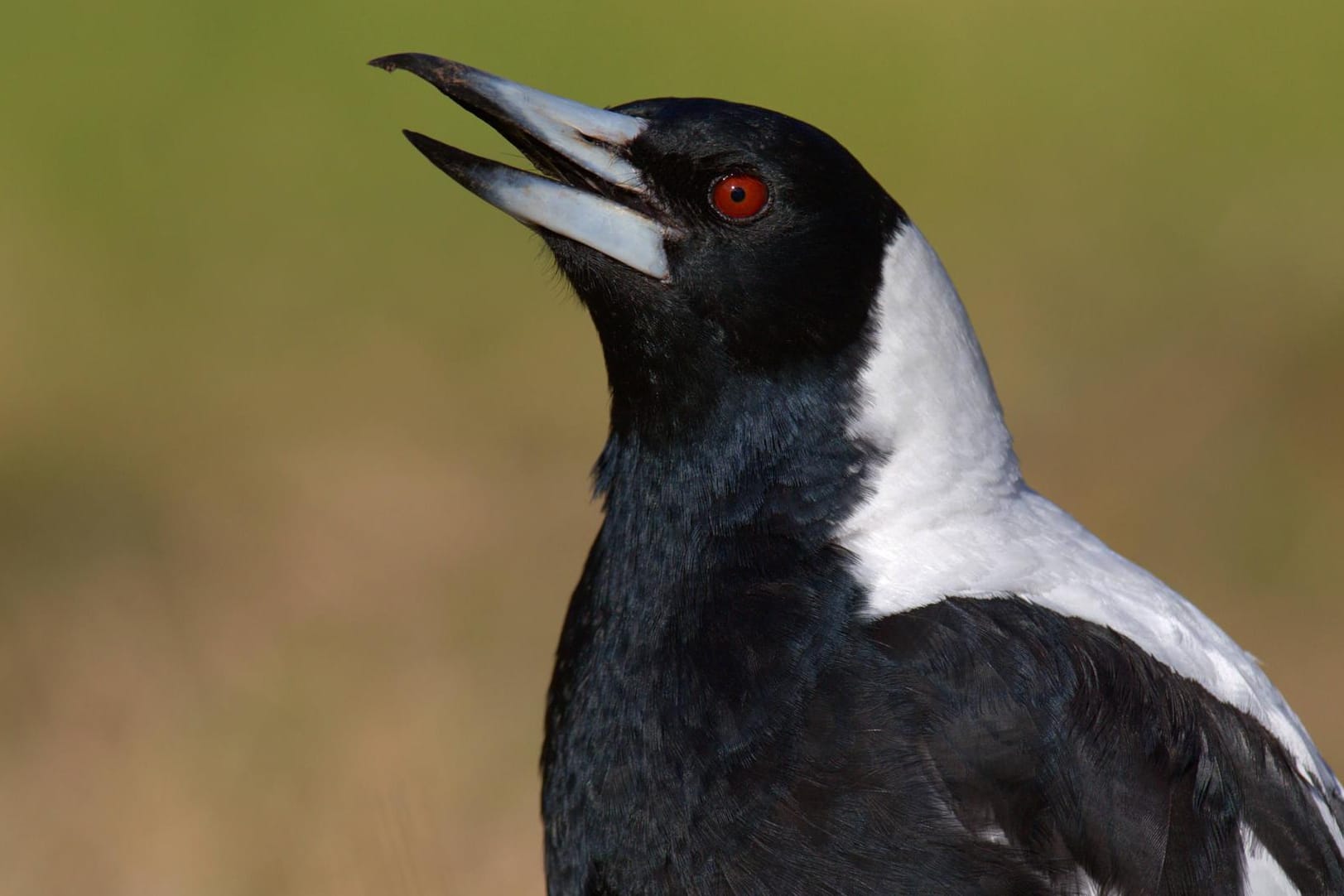 Ein Flötenvogel: Im Englischen heißen die Vögel "Australian Magpies" ("Australische Elster"), deswegen werden sie häufig mit Elstern verwechselt. (Symbolbild)