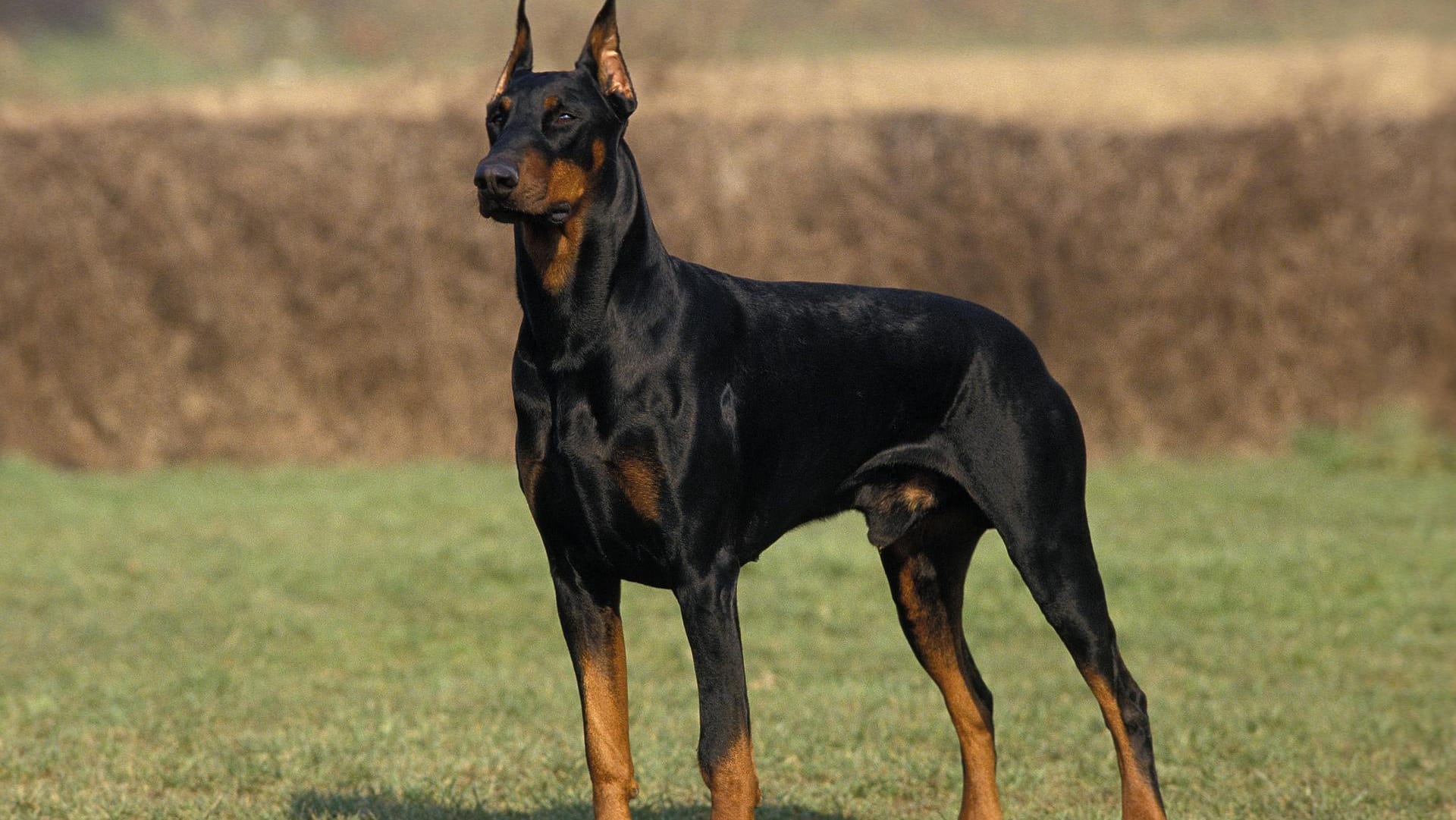 Ein Dobermann-Hund: Der Hundehalter soll sein Tier an einer langen Leine geführt haben. (Symbolbild)