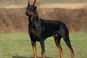 Ein Dobermann-Hund: Der Hundehalter soll sein Tier an einer langen Leine geführt haben. (Symbolbild)