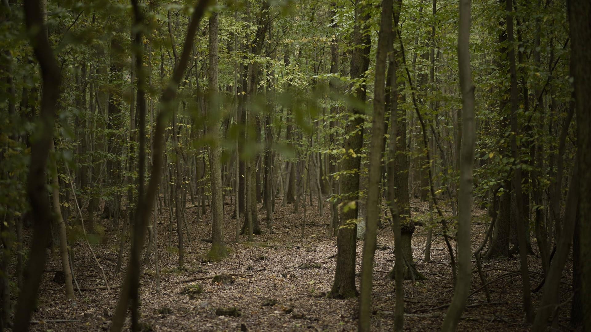 Dölauer Heide Dölauer Heide