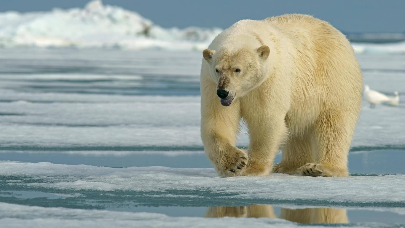 Ein Eisbär läuft in der Arktis über eine Eisscholle. (Symbolbild)