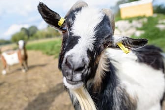 Der Ziegenbock "Hui Buh" in seinem Freigehege auf dem Gnadenhof Gut Streiflach: Laut den Klägerinnen braucht der Tier eine besondere Betreuung.