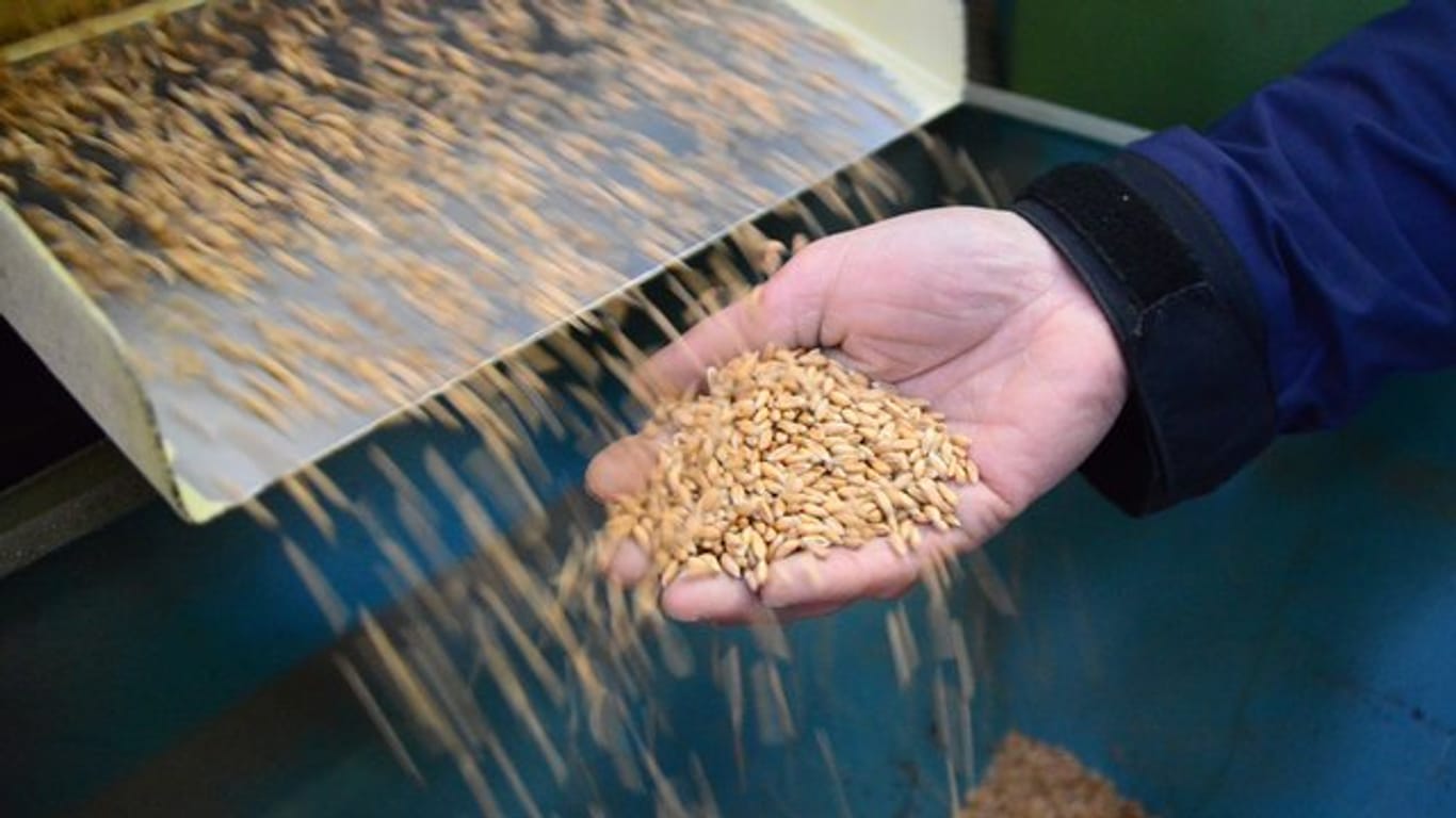 Alternativ-Getreide: Dinkel enthält mehr Eiweiß als Weizen - und dazu viele weitere Nährstoffe wie Eisen, Mangan, Phosphor, Magnesium.
